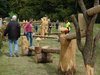 Vom Schweizer Holz zur Schweizer Holzkohle.
