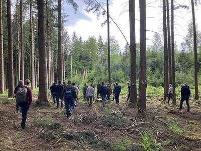 Wald mit Perspektive