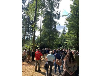 Von der Wurzel zum Dach und zurück